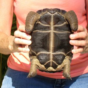Aldabra Breeders