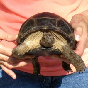 Aldabra Breeders