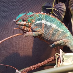 Blue bar sire panther chameleons 2 mo y