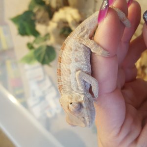 Blue bar sire panther chameleons 2 mo y