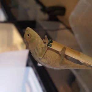 Blue bar sire panther chameleons 2 mo y
