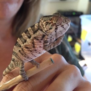 Blue bar sire panther chameleons 2 mo y