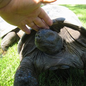 Aldabra Breeders