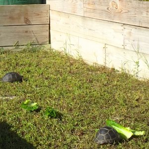 Aldabra Breeders