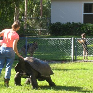 Aldabra Breeders