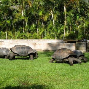 Aldabra Breeders