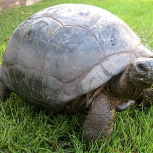 Aldabra Breeders