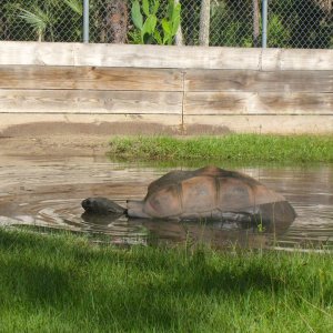 Aldabra Breeders