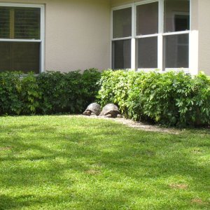 Aldabra Breeders