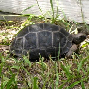 Aldabra Breeders