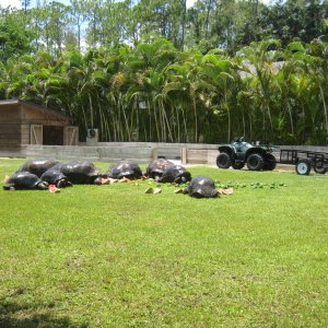 Aldabra Breeders
