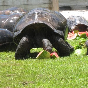 Aldabra Breeders