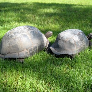Aldabra Breeders