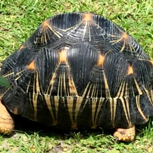 Aldabra Breeders