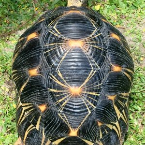 Aldabra Breeders