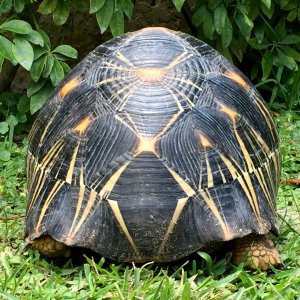 Aldabra Breeders