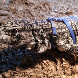 Black &amp; White Argentine Tegu for Adoption