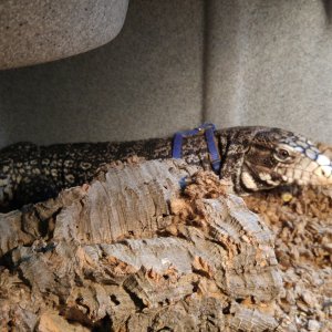 Black &amp; White Argentine Tegu for Adoption