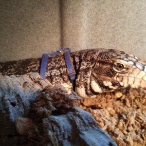 Black &amp; White Argentine Tegu for Adoption