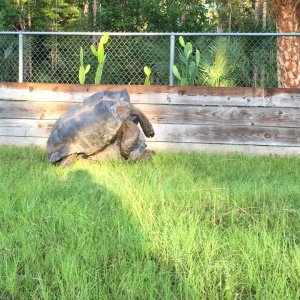 Aldabra Breeders