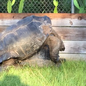 Aldabra Breeders