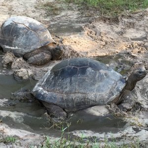 Aldabra Breeders