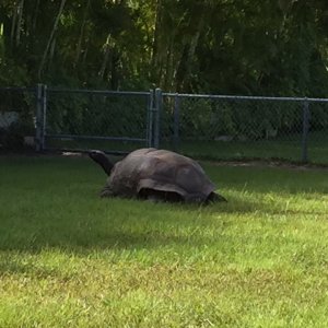 Aldabra Breeders