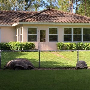 Aldabra Breeders