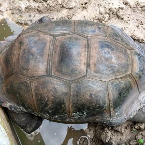 Aldabra Breeders