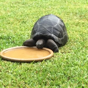 Aldabra Breeders