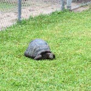Aldabra Breeders