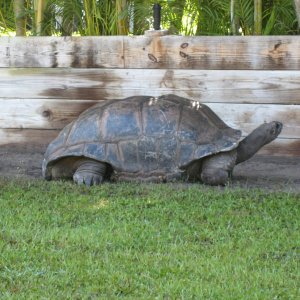 Aldabra Breeders