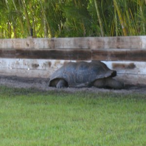 Aldabra Breeders