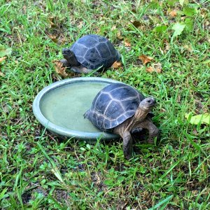 Aldabra Breeders
