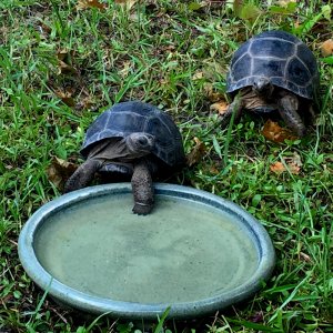 Aldabra Breeders