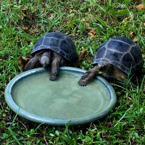 Aldabra Breeders