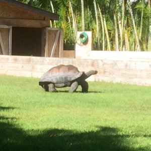 Aldabra Breeders