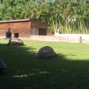 Aldabra Breeders