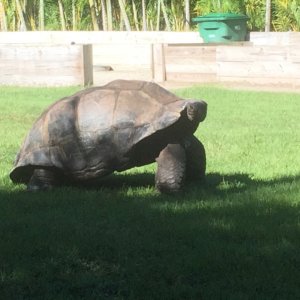 Aldabra Breeders