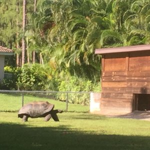 Aldabra Breeders