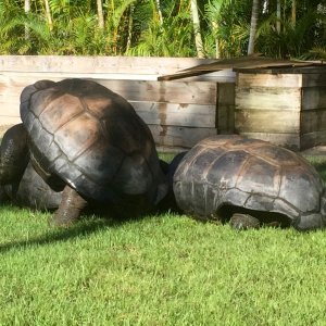 Aldabra Breeders