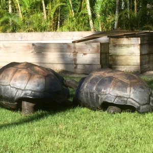 Aldabra Breeders
