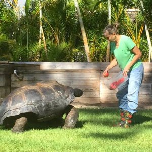 Aldabra Breeders
