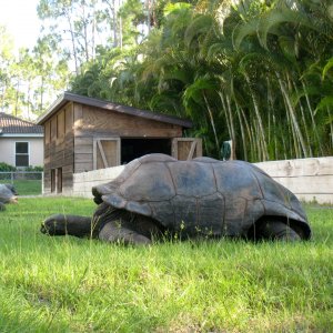 Aldabra Breeders