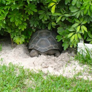 Aldabra Breeders