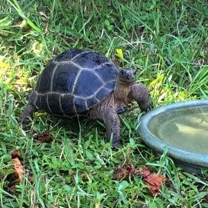 Aldabra Breeders
