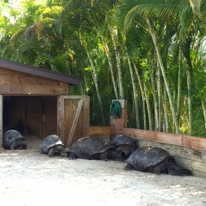Aldabra Breeders