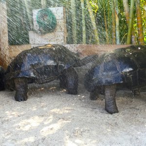 Aldabra Breeders