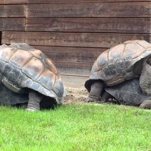 Aldabra Breeders