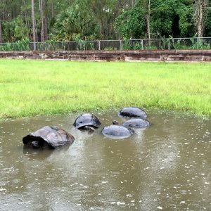 Aldabra Breeders